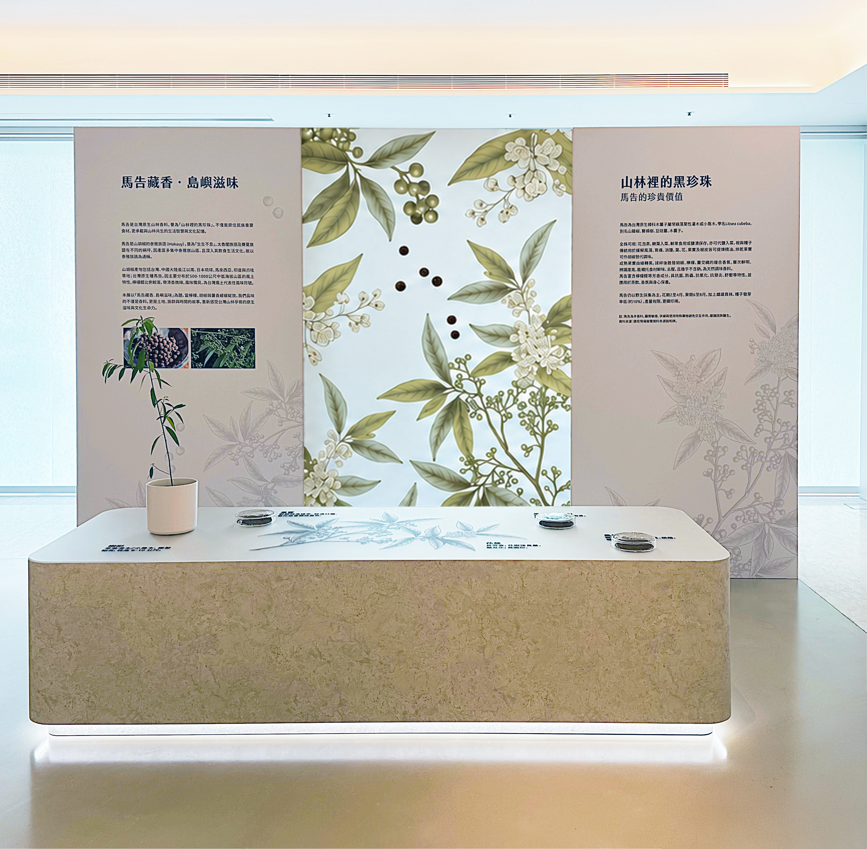 馬告主題展覽空間，以馬告植物的葉片、花朵與果實插畫作為展牆設計，兩側設有文字介紹，前方展示台陳列植物盆栽與互動展示裝置。